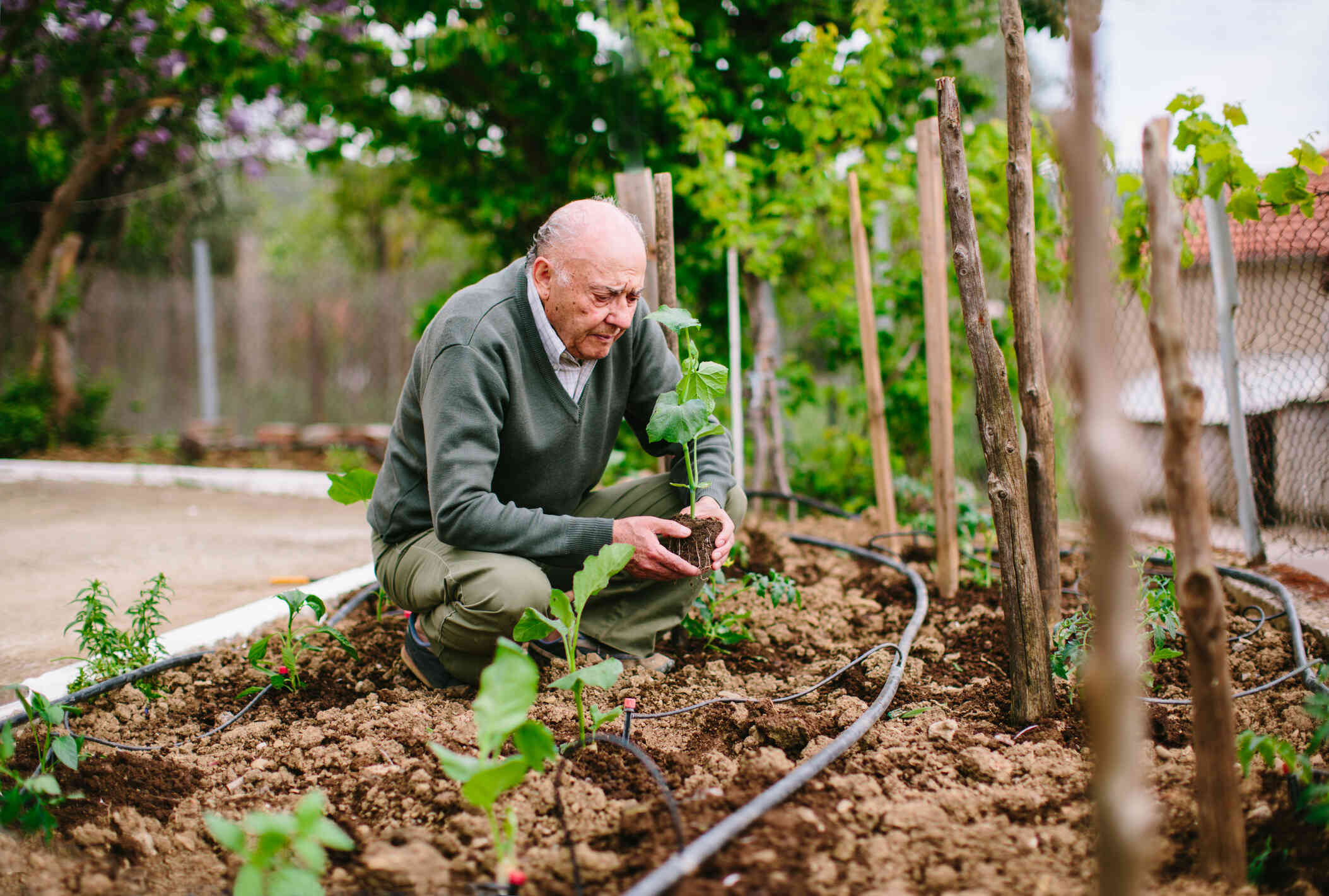 An older man is carefully planting a small plant.